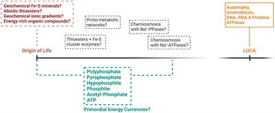 On the potential roles of phosphorus in the early evolution of energy metabolism